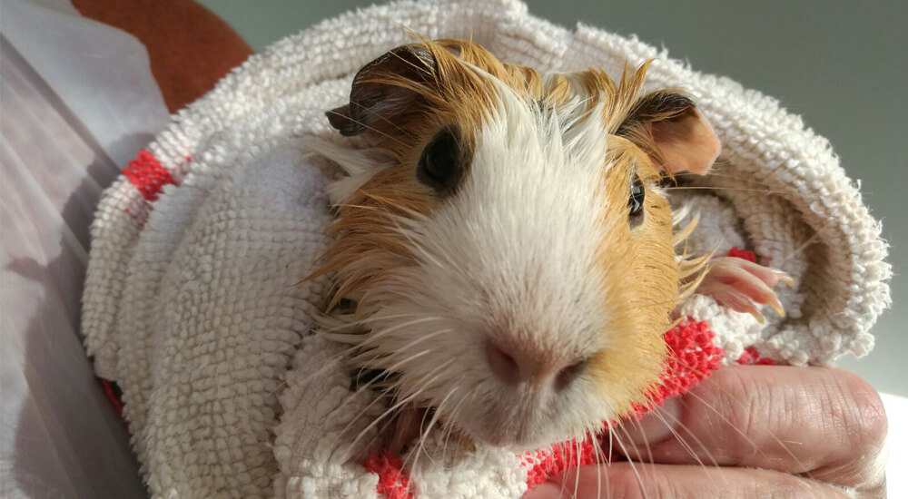 A guinea pig being dried off after being rescued by Cavy Corner.
