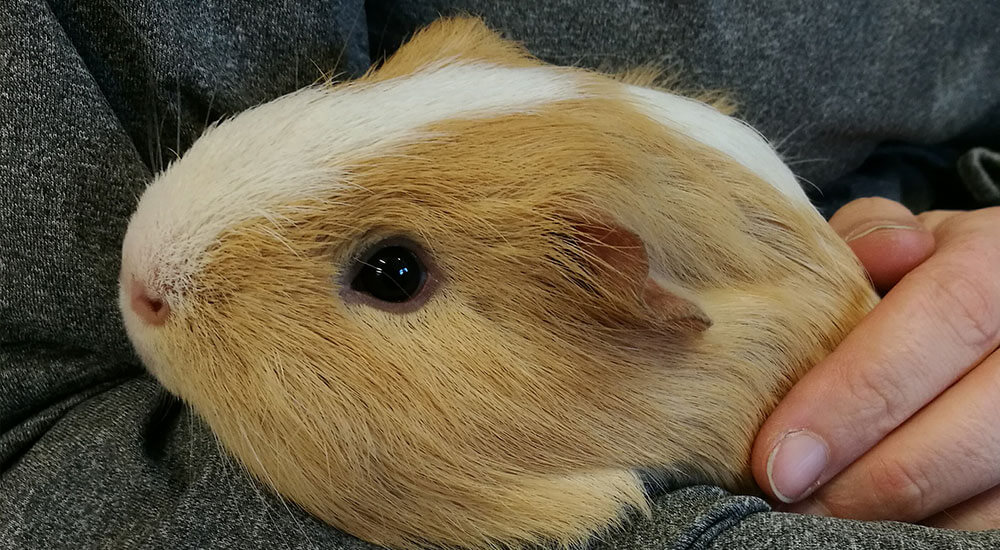 A guinea pig sat on someone's lap at Cavy Corner.