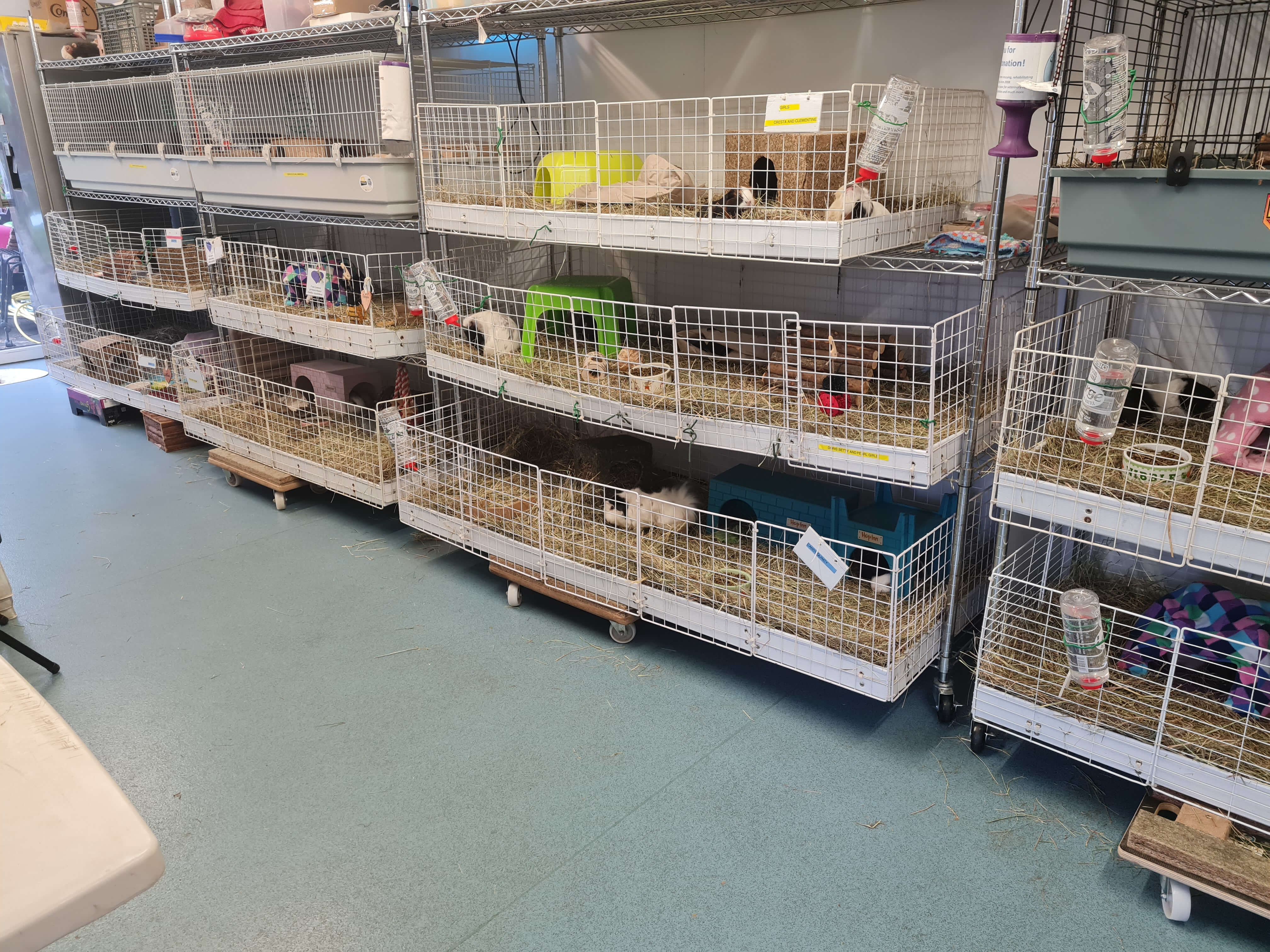 Winston's Wing Caviary show guinea pig cages