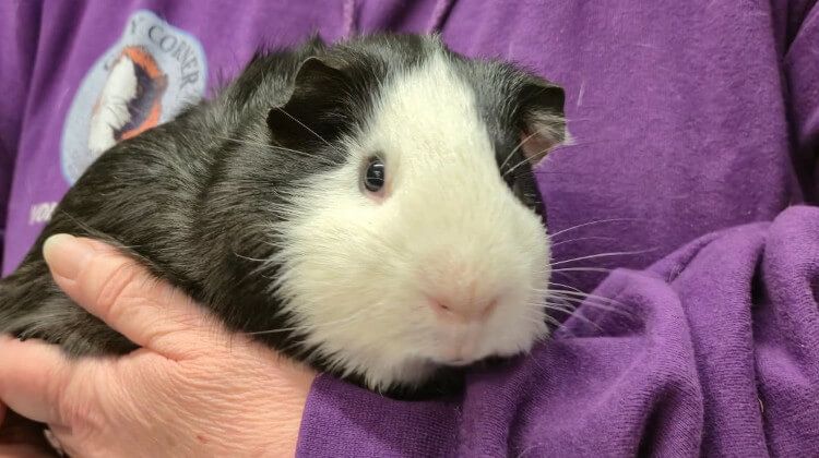 A volunteer with Cavy Corner top holding a guinea pig