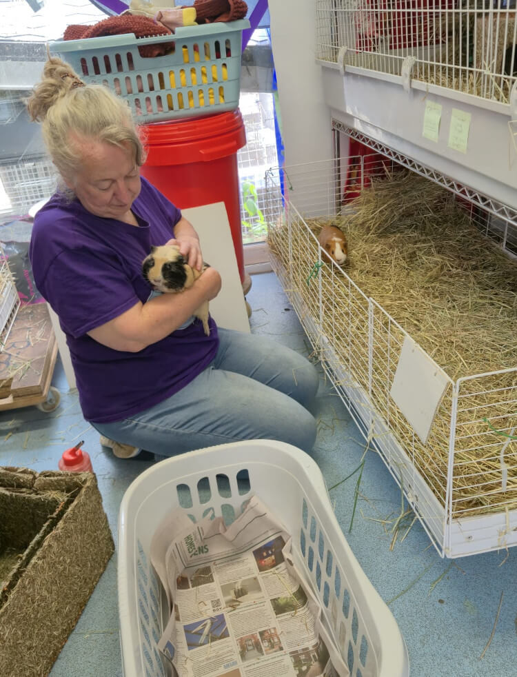Cavy Corner volunteer sat with a guinea pig after cleaning it's cage