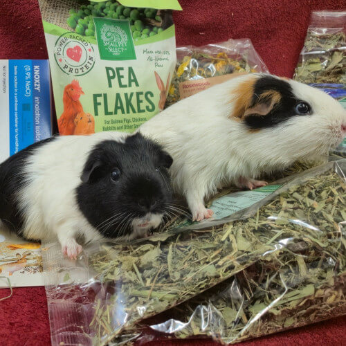 Two Cavy Corner guinea pigs with donated items