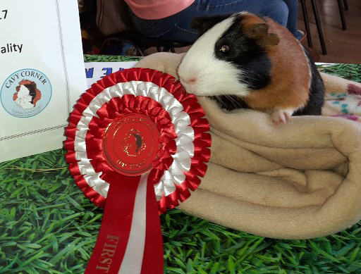 guinea pig show standards