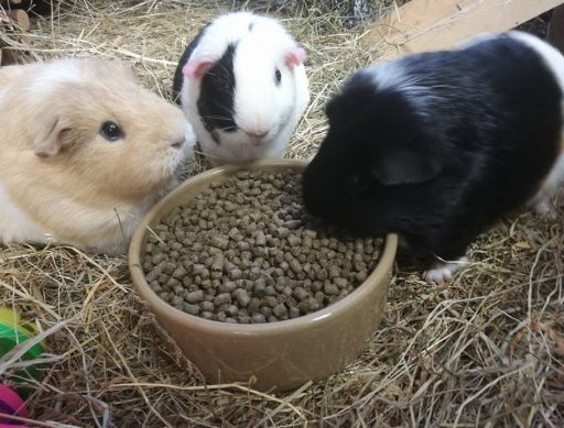 Piggie 10 - Clementine, Patches and Poppytu