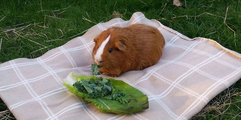Pignic Guinea pig having a picnic